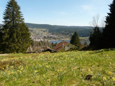 In spring, all the meadows around Grardmer are covered with thousands of yellow daffodils