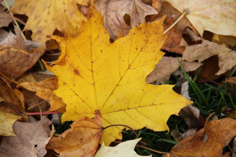 LAST REMINENTS OF FALL