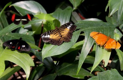 BUTTERFLY CONSERVATORY