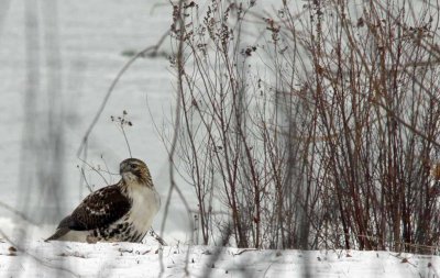 ??? HAWK?