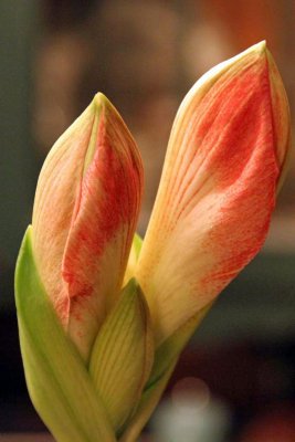 AMARYLIS FLOWER