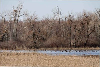MIGRATING CANADA GEESE & EAGLE'S NEST