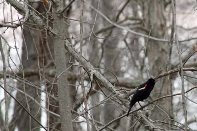 RED-WINGED BLACK BIRD