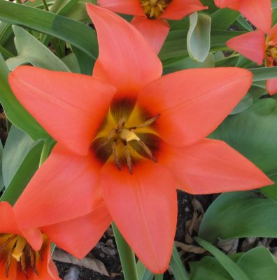TULIPS IN MY GARDEN