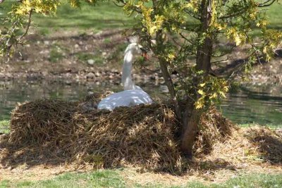 MOTHER SWAN
