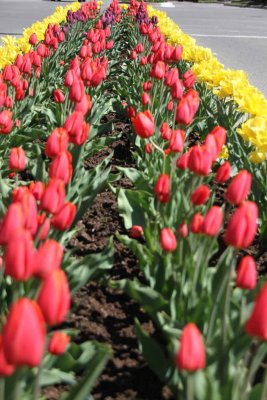 SURE SIGNS OF SPRING