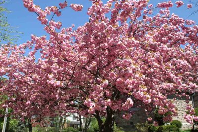 BLOSSOM TIME IN NIAGARA