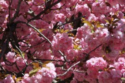 BLOSSOM TIME IN NIAGARA II