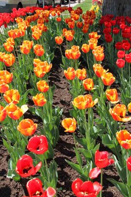 TULIP GARDENS