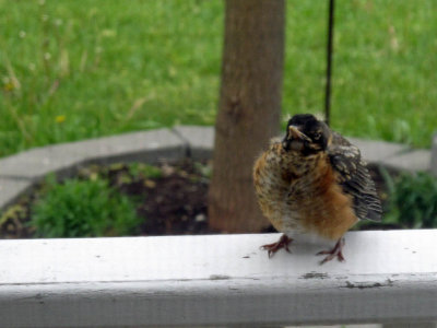BABY ROBIN