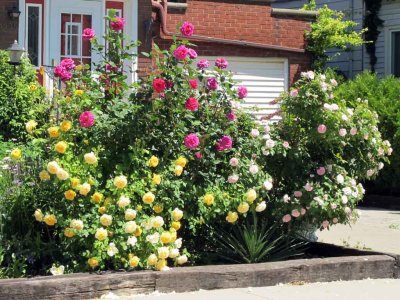 I LOVE ROSES
