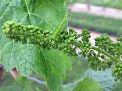 GRAPES IN THE SPRING