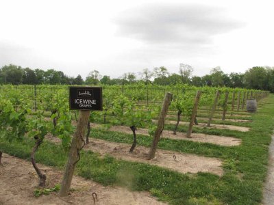 ICE WINE VINEYARDS