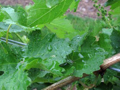 GRAPE LEAVES DURING RAIN