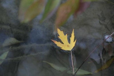 IMG_9707a.jpg