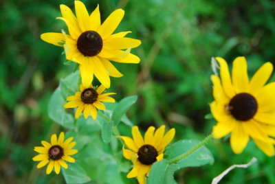 Wildflowers of Dallas