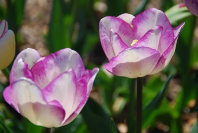 Dallas Blooms