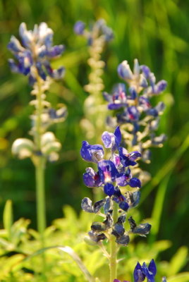 Texas State Flower: Bluebonnet w{{