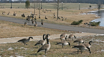 Canada Geese