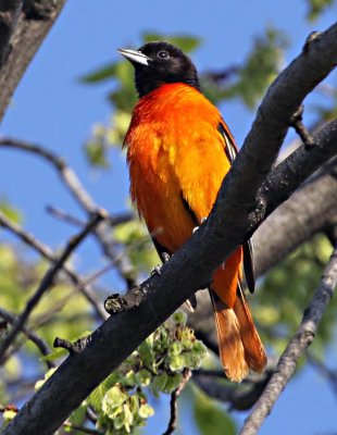 IMG_0694_oriole---900.jpg