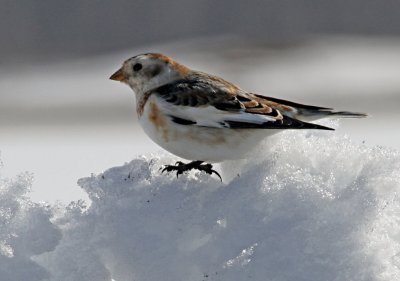 2010 03 03_mirabel_0327--bruant des neiges--1200.jpg