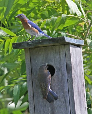 2010 06 02_merle b.-passerin_0050.JPG