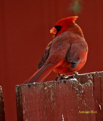 IMG_0015-cardinal rouge-900-ar.jpg