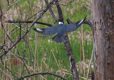 IMG_0048--martin-pêcheur-900.jpg