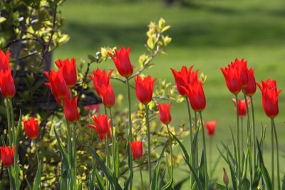IMG_0162-tulipes-900.jpg