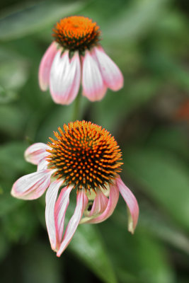 Flower Power