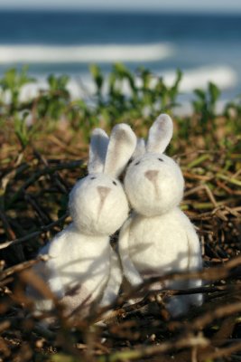 beach bunny love