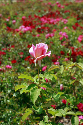 bed of roses