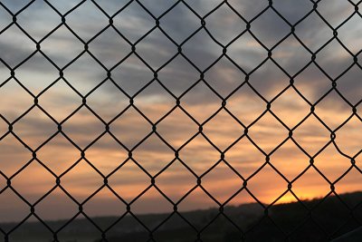 rabbit proof fence