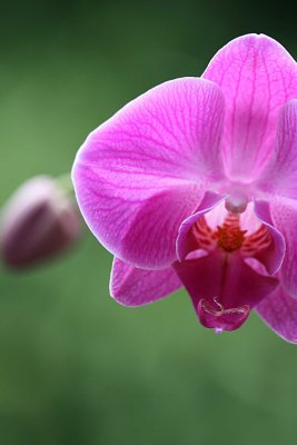 2 November orchid