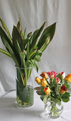 tulips & roses