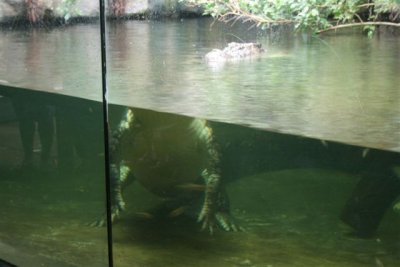 BIG Croc