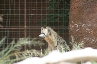 Hyenas