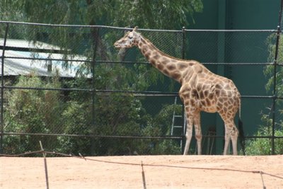 Perth Zoo (38).jpg