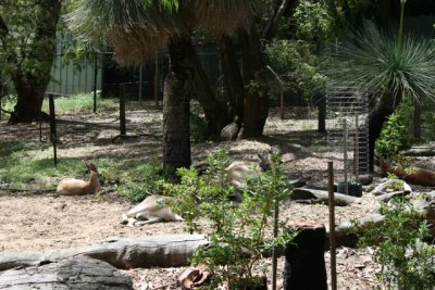 Perth Zoo (91).jpg