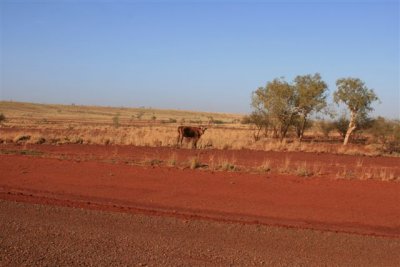 Redmont Cattle