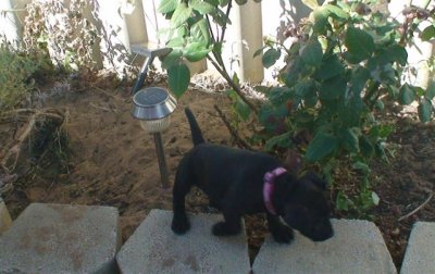 Mine now I have peed on it