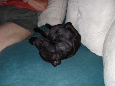Tuckered out!