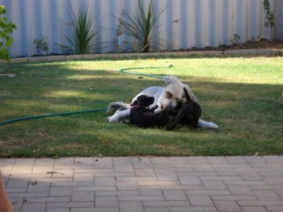 Kirra  giving them heaps