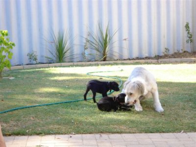 Kirra and the Ruggies , beaten with 14 yrs of rat cunning on Kirra's behalf