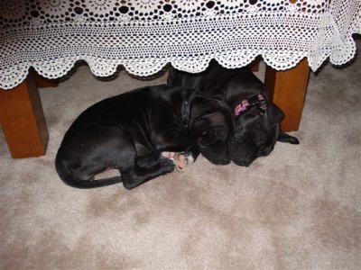 table sleeping