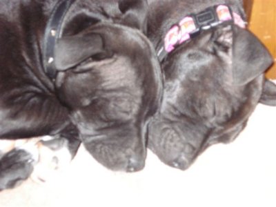 Aren't they so nice, when their asleep