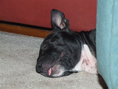 Asleep with tongue