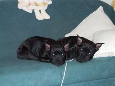 Devil dogs by two