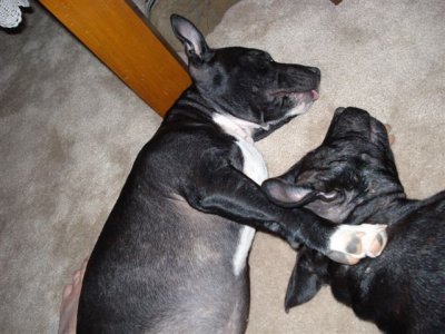 Innocent pair, after they had eaten my new Rayban sunnies.JPG