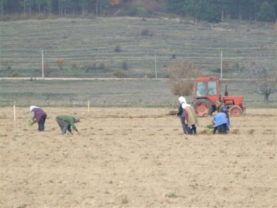 04.11.07 Road to Karolovo Potato pickers close up.JPG